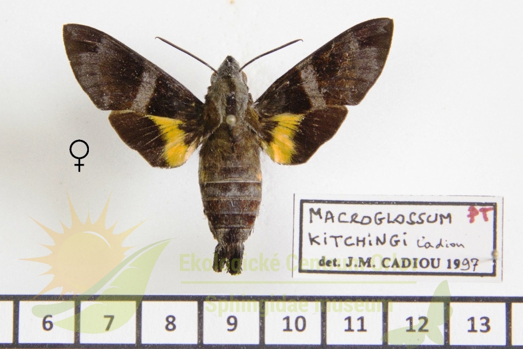 6470 Macroglossum kitchingi 