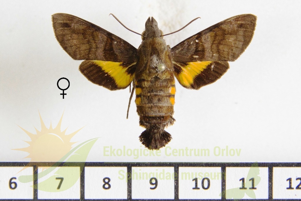 6473 Macroglossum limata 