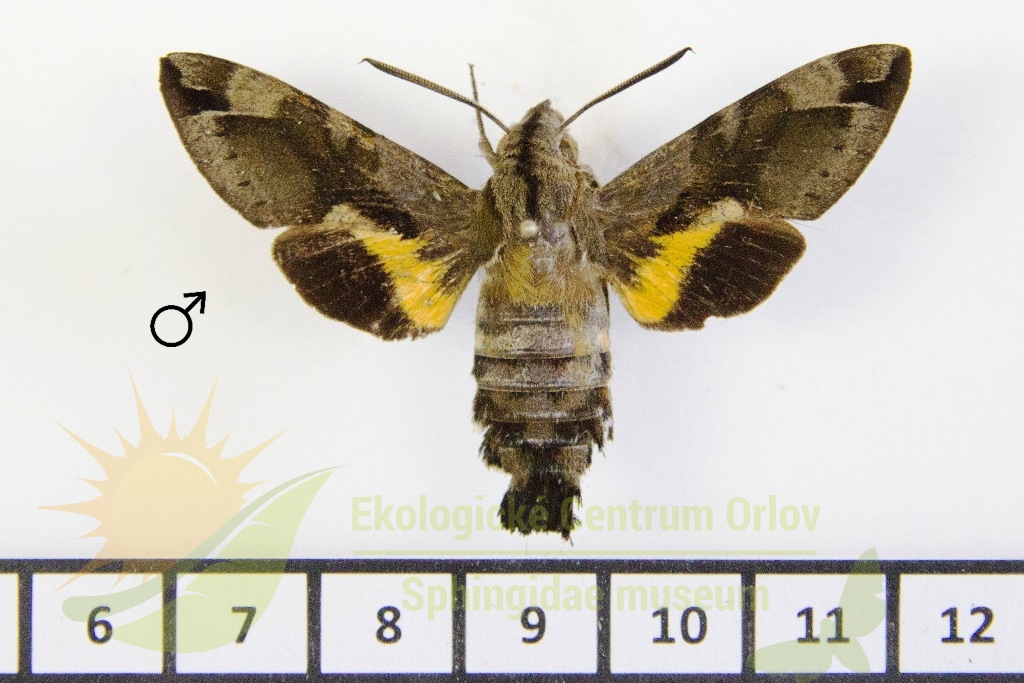 6484 Macroglossum moecki 