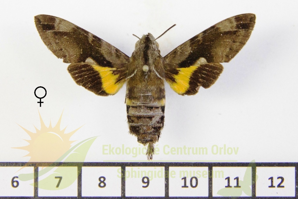 6485 Macroglossum moecki 