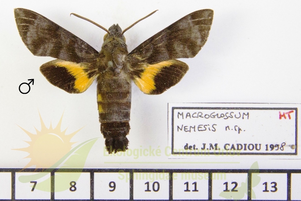 6487 Macroglossum nemesis 