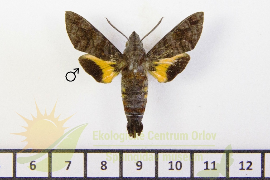 6489 Macroglossum neotroglodytus 