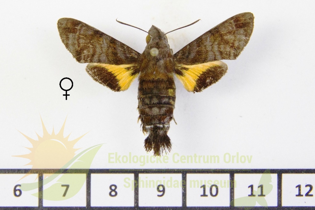 6491 Macroglossum neotroglodytus 