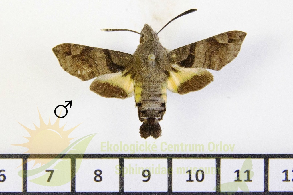 6497 Macroglossum nycteris 