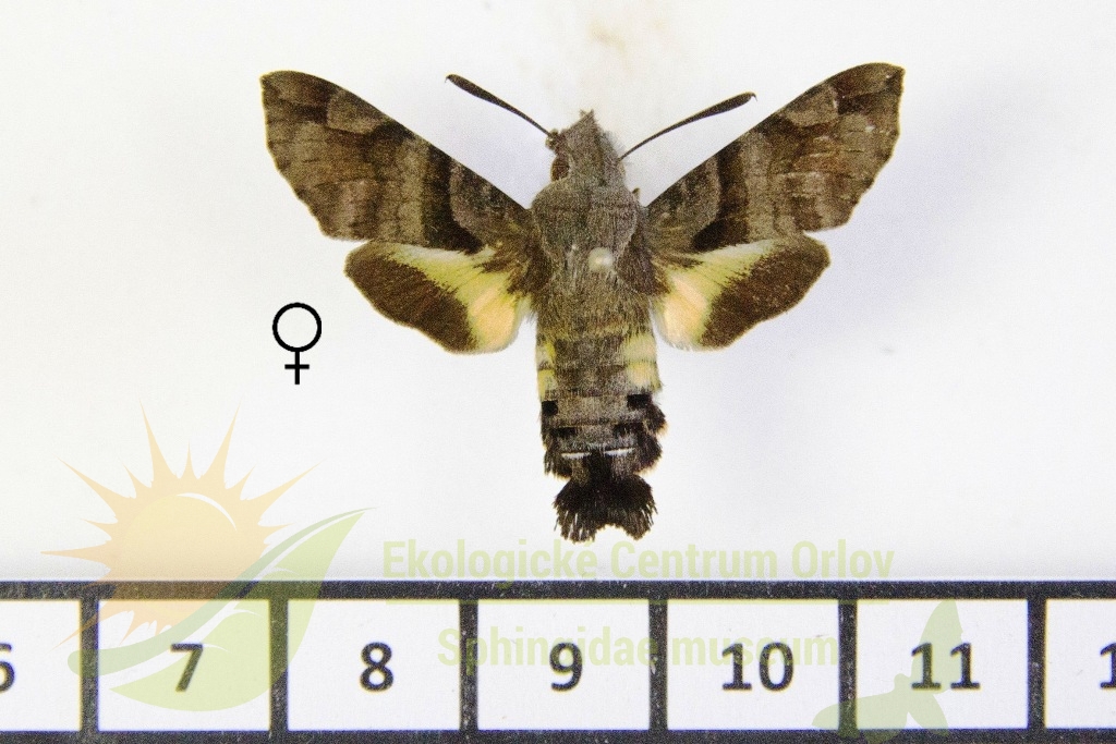 6500 Macroglossum nycteris 