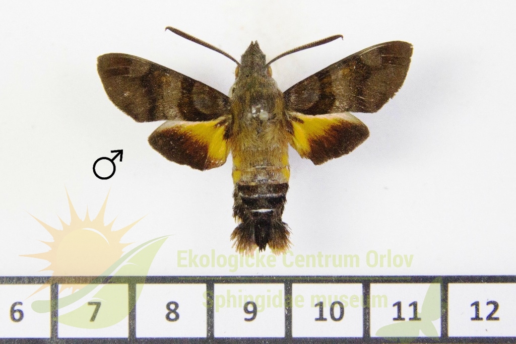 6504 Macroglossum pachycerus 