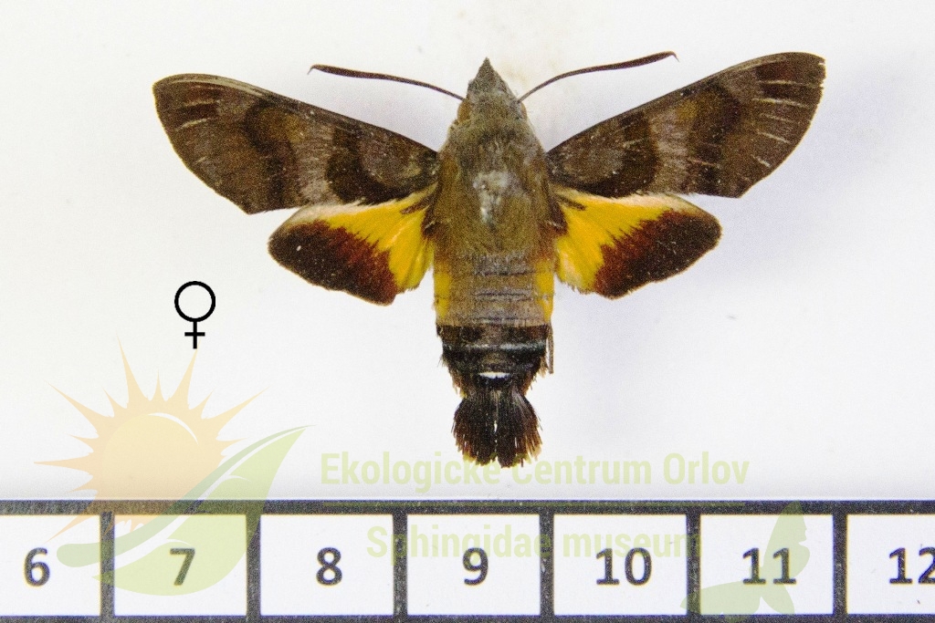 6505 Macroglossum pachycerus 