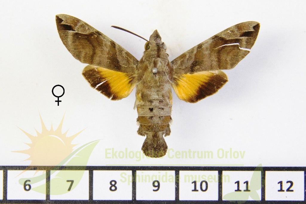 6507 Macroglossum particolor 