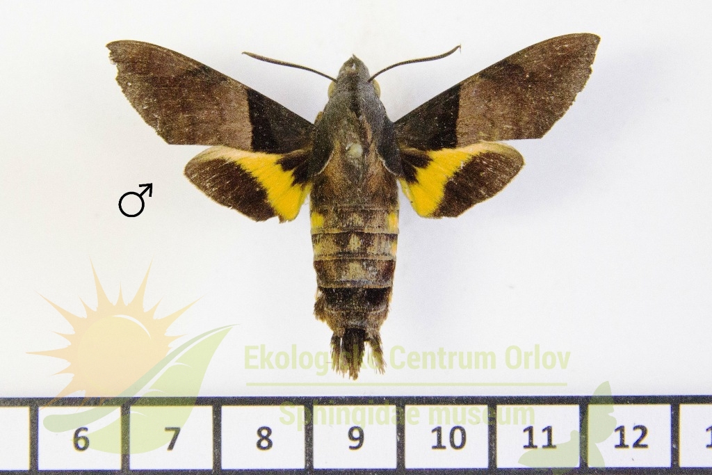 6508 Macroglossum passalus 