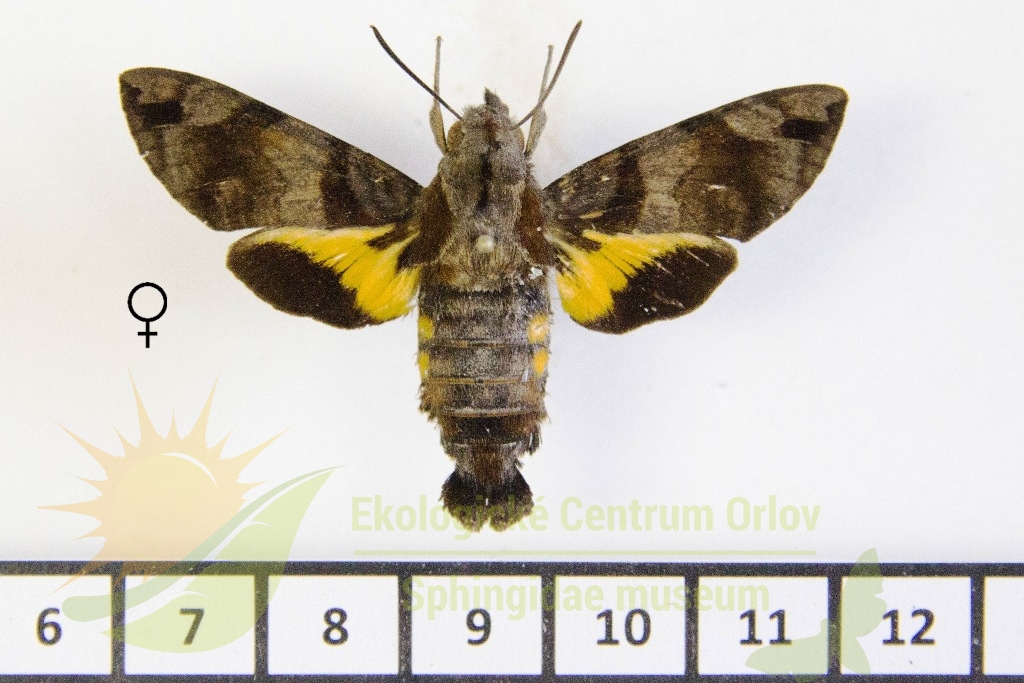 6515 Macroglossum pyrrhostica 