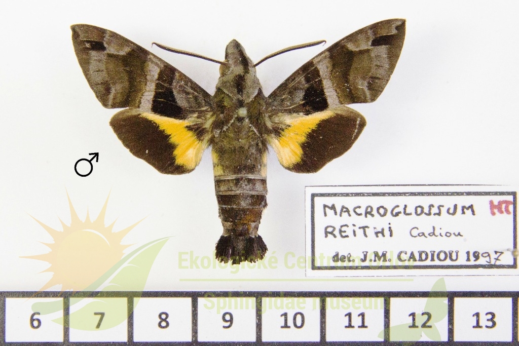 6518 Macroglossum reithi 