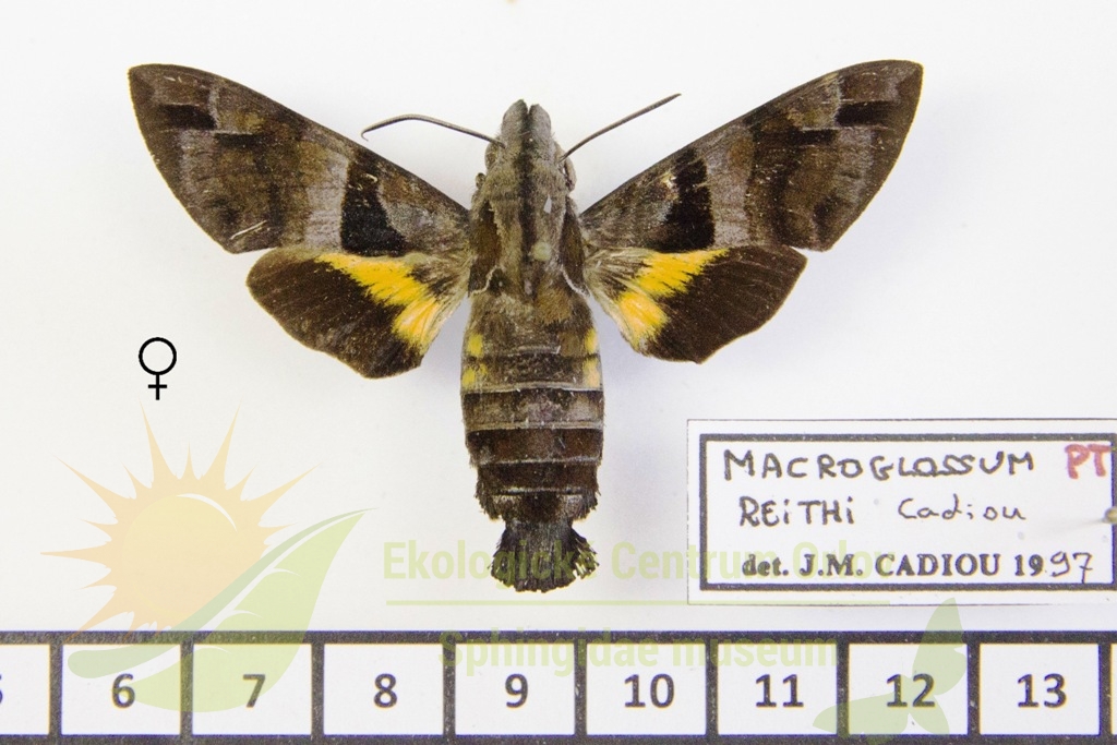 6519 Macroglossum reithi 