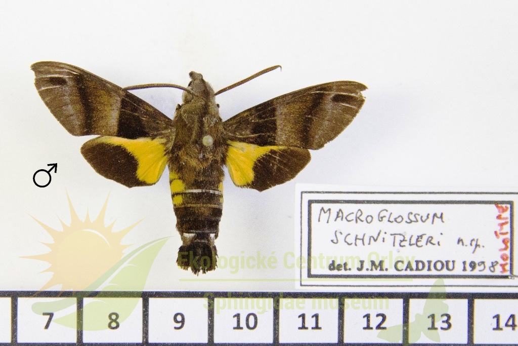 6524 Macroglossum schnitzleri 