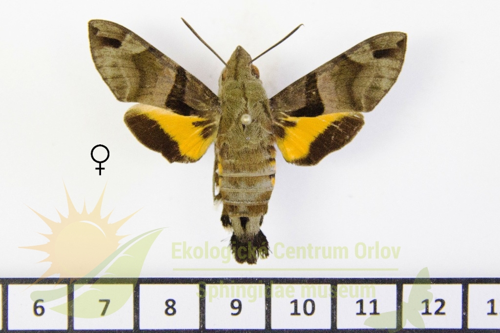 6526 Macroglossum sitiene 