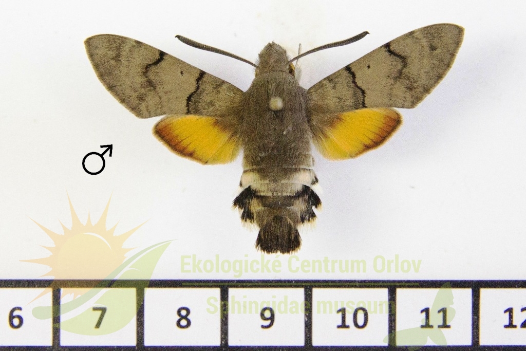 6528 Macroglossum stellatarum 