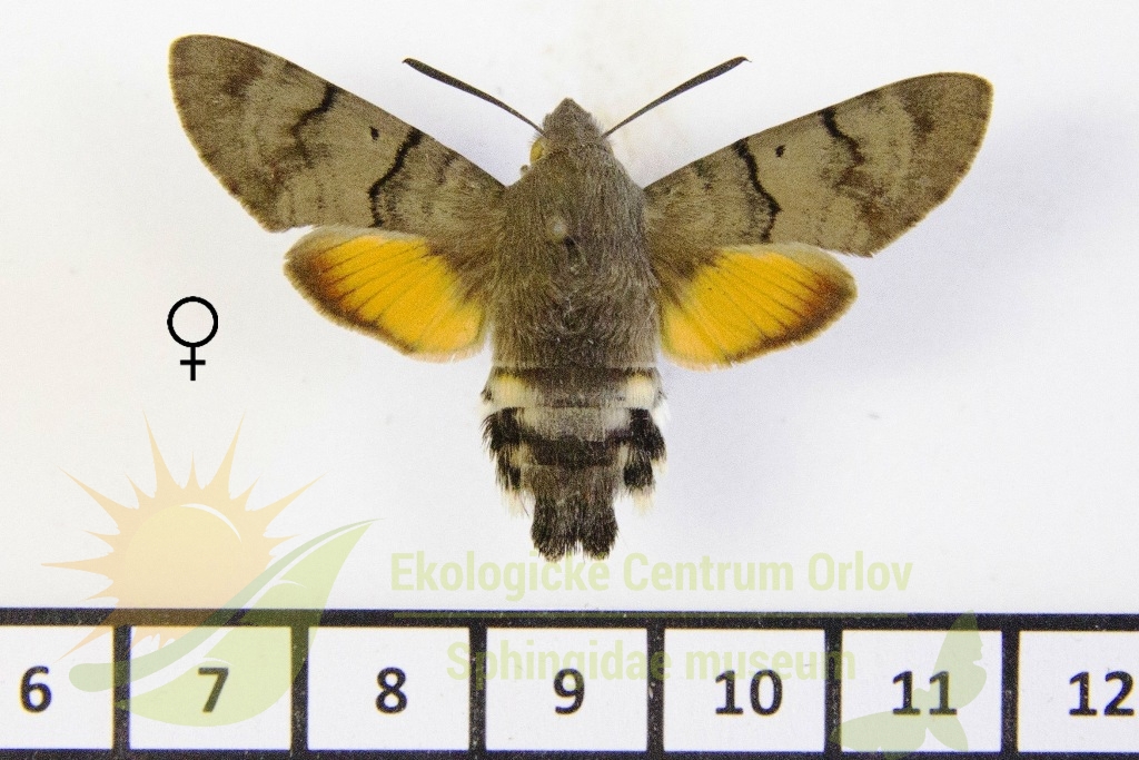 6529 Macroglossum stellatarum 