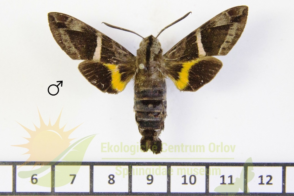 6530 Macroglossum stevensi 