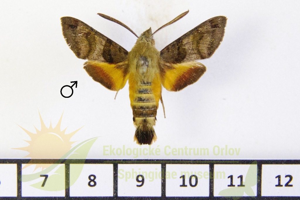 6538 Macroglossum trochilus 