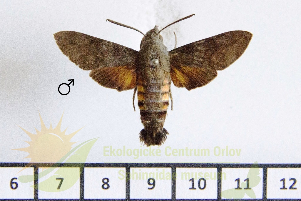 6544 Macroglossum vacillans 