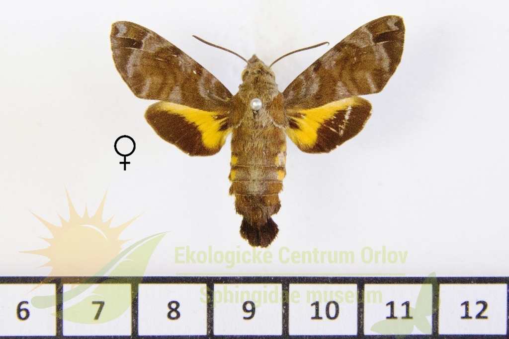 6548 Macroglossum vicinum 