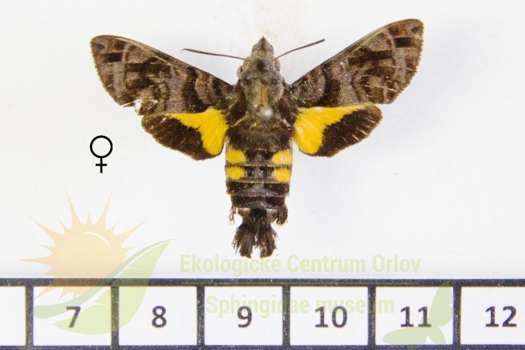 6552 Macroglossum troglodytus papuanum