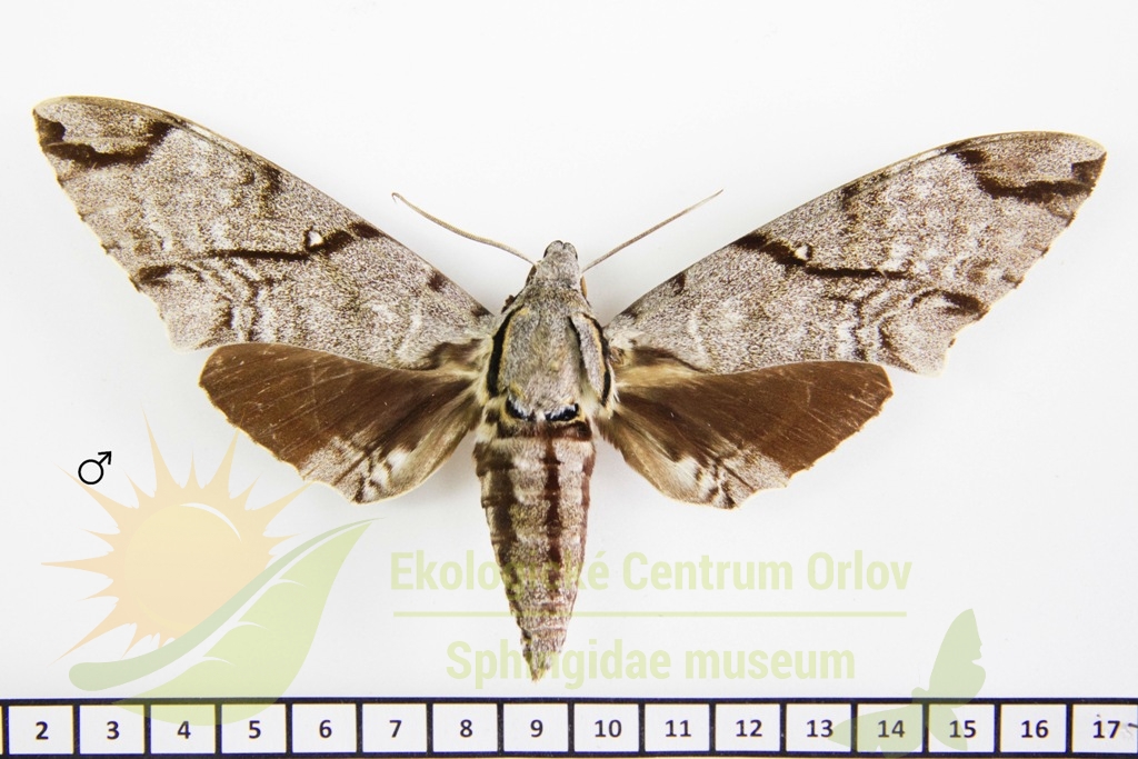 6784 Meganoton analis sumatranus