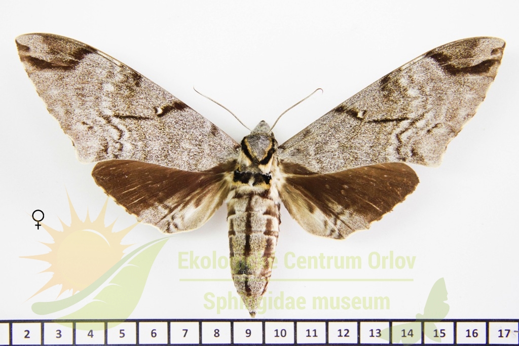 6785 Meganoton analis sumatranus