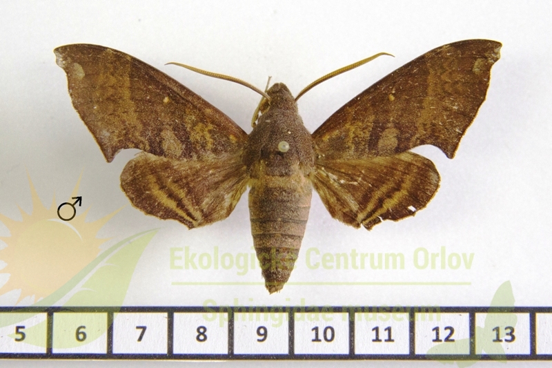 6976 Pachygonidia subhamata 