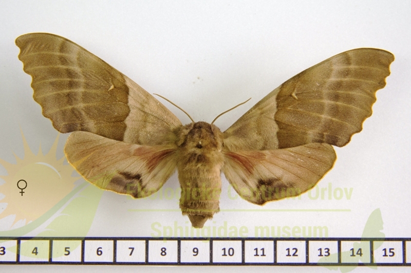 6998 Pachysphinx modesta 