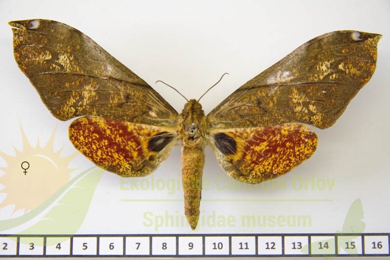 7100 Platysphinx vicaria basquini