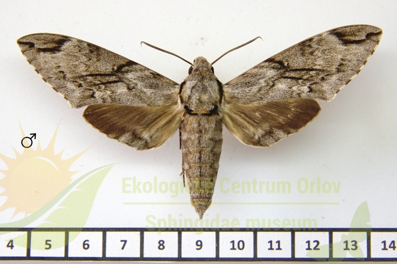 7261 Psilogramma vates 