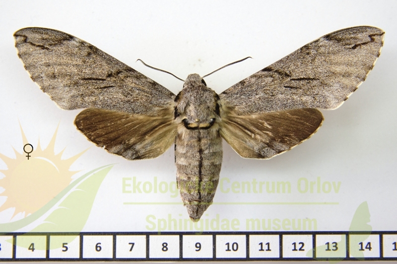 7262 Psilogramma vates 