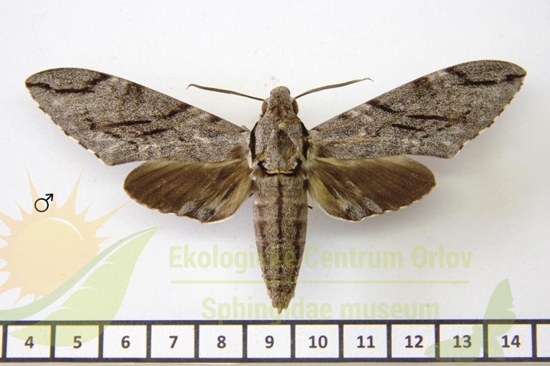 7263 Psilogramma increta 