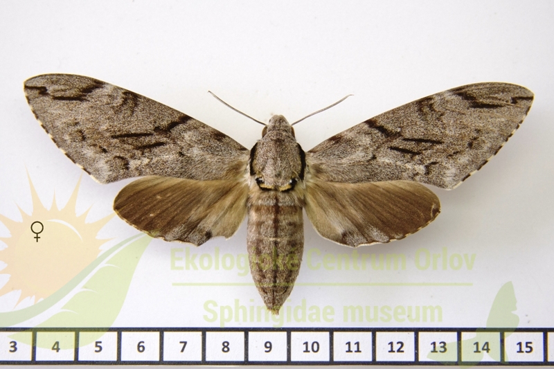 7264 Psilogramma increta 