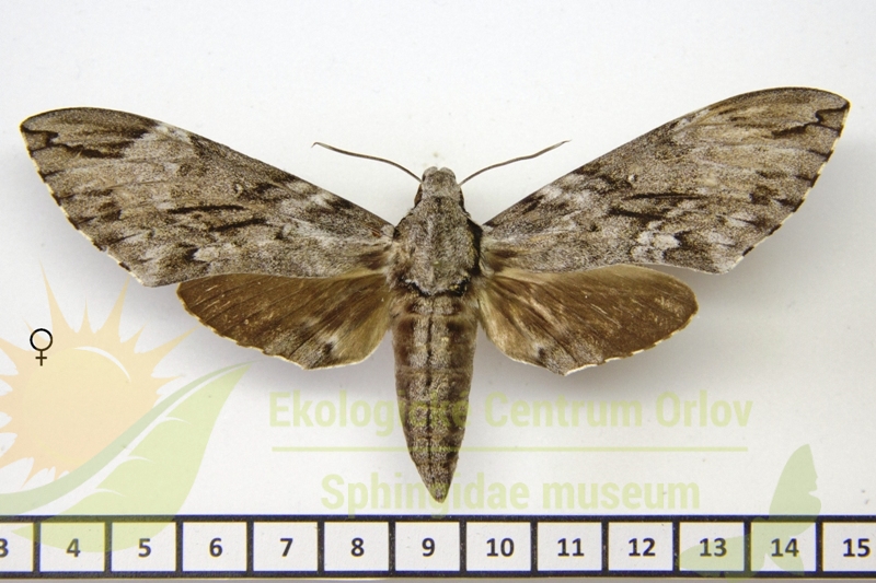 7273 Psilogramma sundana 