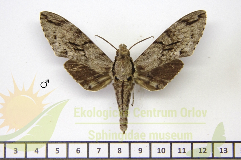 7274 Psilogramma andamanica 