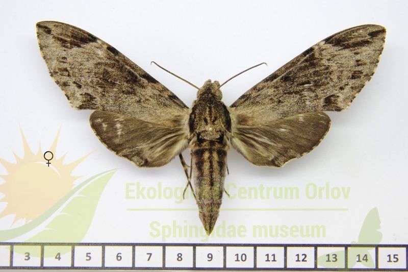 7275 Psilogramma andamanica 