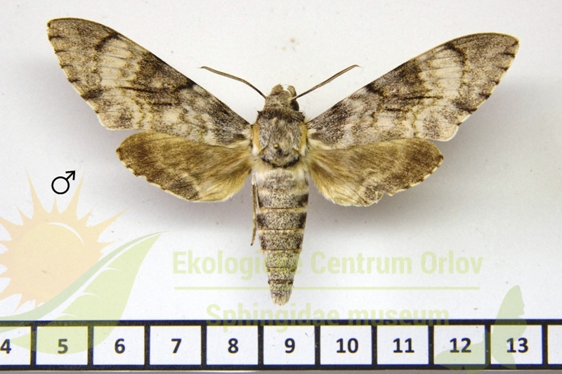 7276 Psilogramma argos 