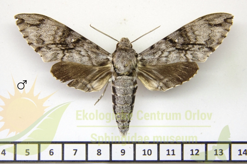 7277 Psilogramma maxmouldsi 