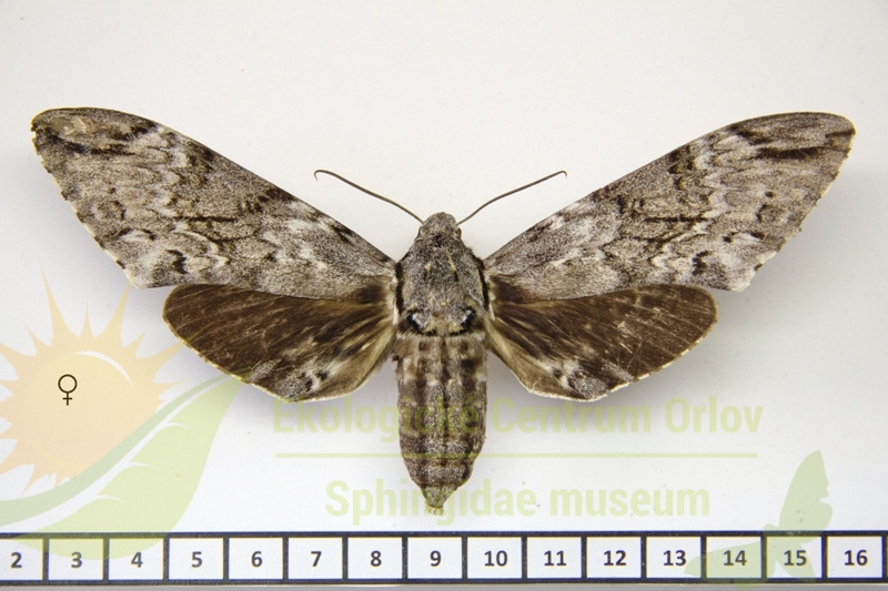 7278 Psilogramma maxmouldsi 