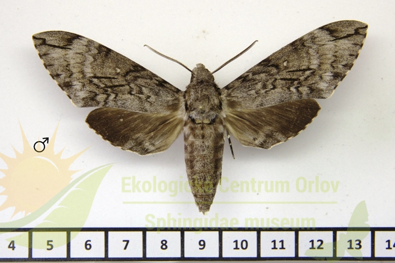 7279 Psilogramma exigua 