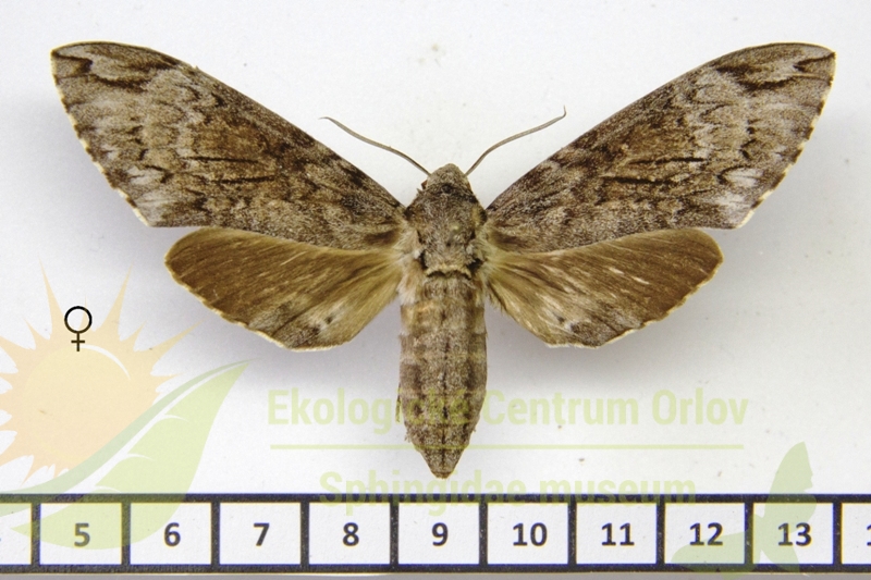 7281 Psilogramma exigua 