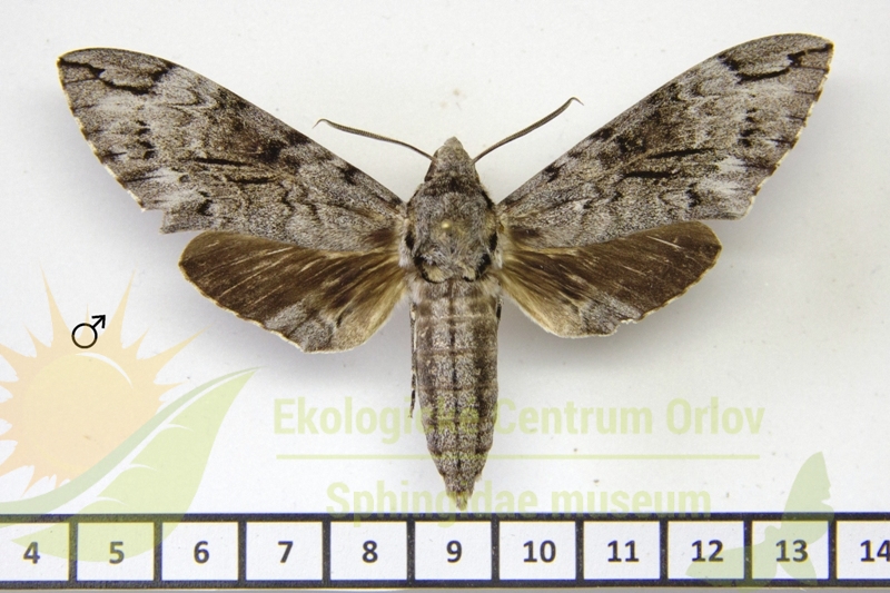 7284 Psilogramma casuarinae 