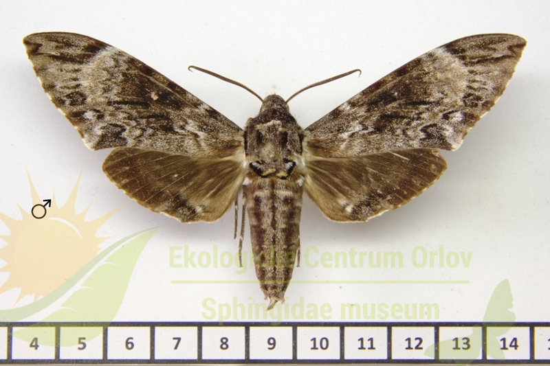 7286 Psilogramma penumbra 