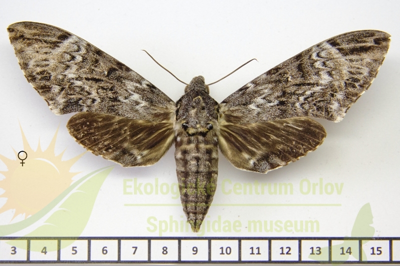 7287 Psilogramma penumbra 