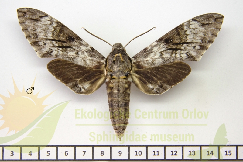 7288 Psilogramma papuensis 