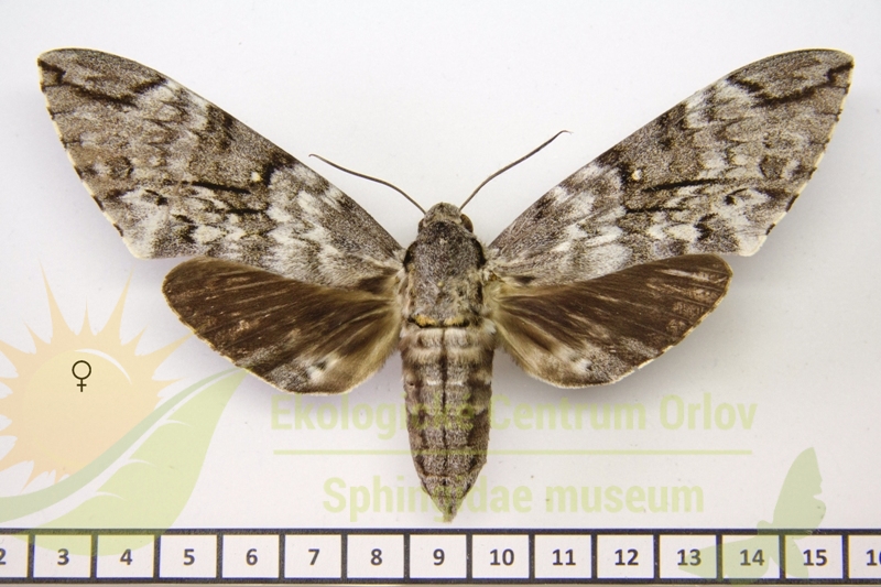 7289 Psilogramma papuensis 