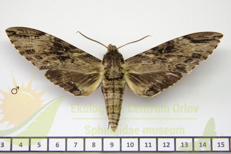 7292 Psilogramma choui 