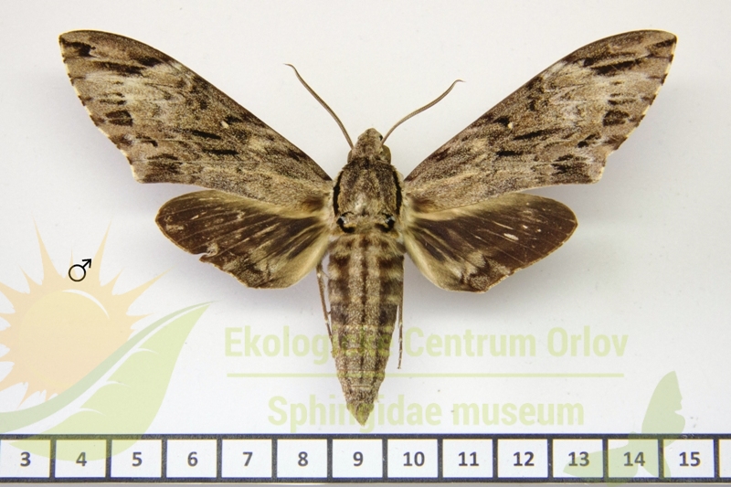 7294 Psilogramma stameri 