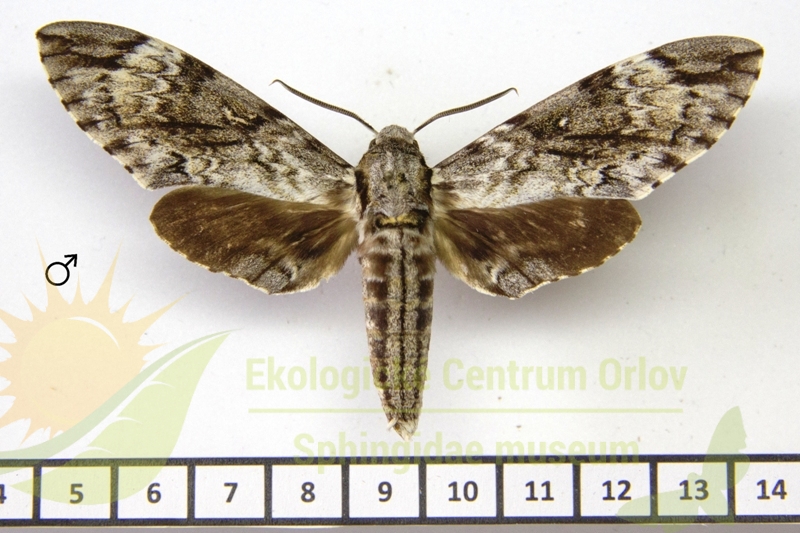 7296 Psilogramma tanimbarica 